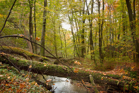 Autumn landscape with a small river in the forestの写真素材