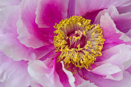 Pink peony tree flower close-up blooming in the gardenの写真素材