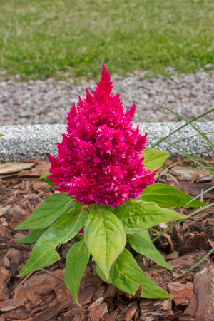 pink flower celesia comb close-up growing in a flower bedの写真素材