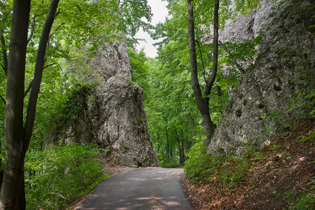 landscape road in the forest among the rocksの写真素材