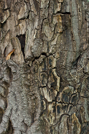 background wood bark texture close-upの写真素材