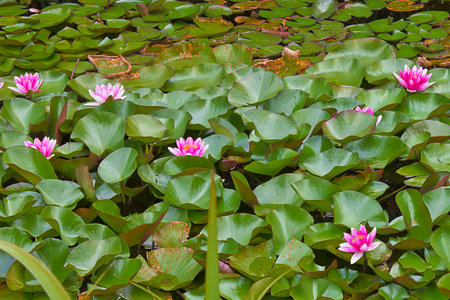 a pink water lily close-up in a lakeの写真素材