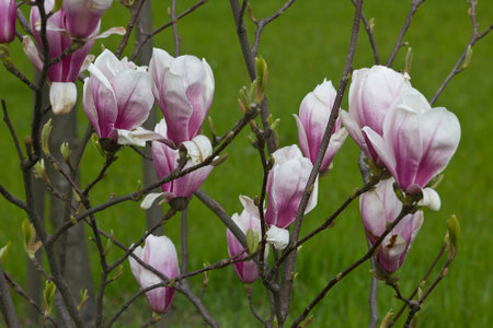 the pink flowers of Sulanja magnolia on the tree. A spring flowering tree.の写真素材