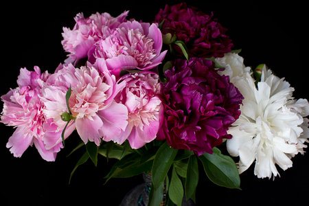 A bouquet of pink, purple and white peonies close-up on a black backgroundの写真素材