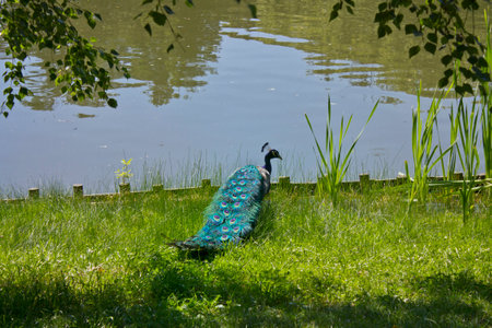 close-up of a peacock on a lakesideの写真素材
