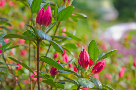 rhododendron shrubs in bloom with pink flowers in the gardenの写真素材