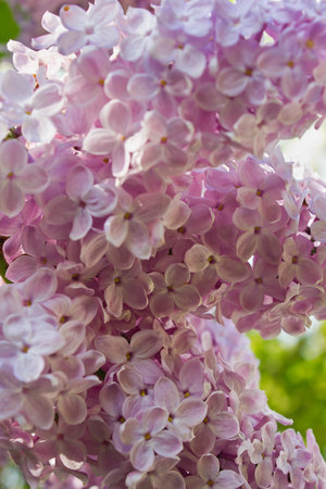 Spring bush of blooming pink lilacs close-upの写真素材