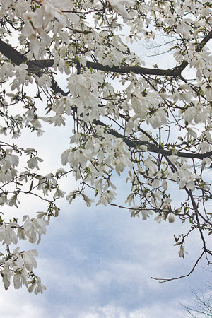 white magnolia flowers close-up. Spring blooming magnolia treeの写真素材