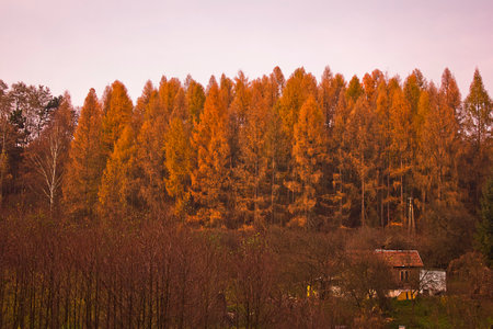 yellow autumn trees illuminated by the setting sunの写真素材