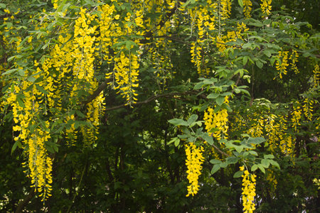 yellow blooming labrunum clusters close-up. A blooming spring labrunum treeの写真素材