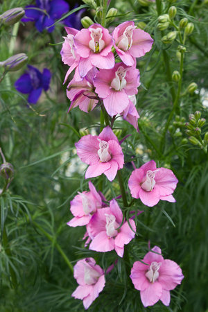 Pink garden bellflower close-up. Pink garden flowers.の写真素材