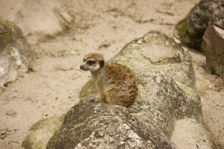 meerkat close-up on a rock in the desertの写真素材