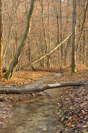 golden autumn in the forest. Landscape with a river in an autumn forestの写真素材