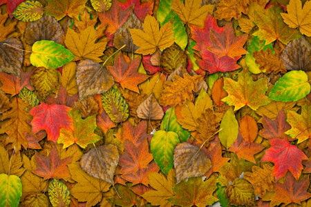 Yellow autumn background with fallen leaves close-up. Bright autumn colours
