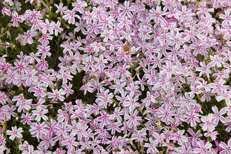 background of pink phloxes close-up blooming in the gardenの写真素材