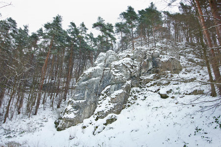 A winter landscape with a snow-covered rock in a pine forestの写真素材