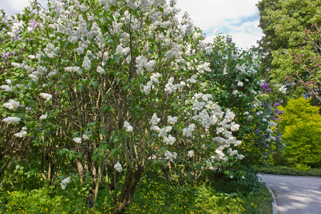 Spring bush of blooming white lilacs in the parkの写真素材