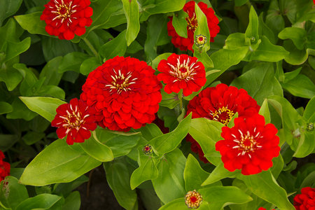A close-up of a red zinnia flower growing in a garden bedの写真素材