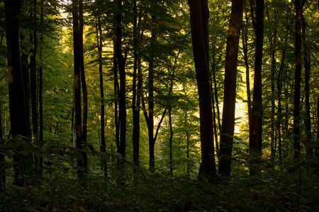 Autumn forest with yellowed trees and fallen leavesの写真素材