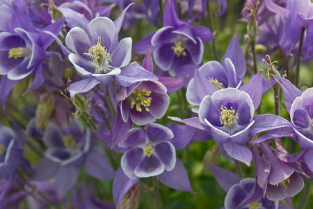 Purple aquileia flowers close-up growing in the gardenの写真素材