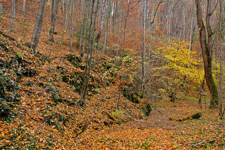 an autumn landscape. View of an autumn forest with yellow leavesの写真素材