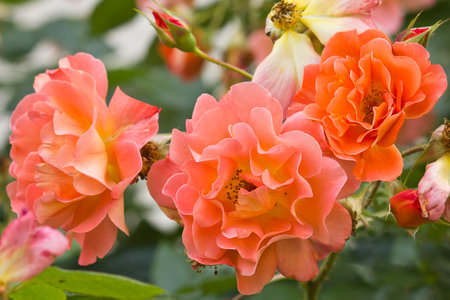orange rose close-up on a bush in the gardenの写真素材