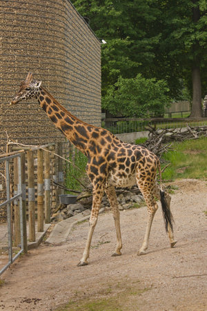 A giraffe in the zoo enclosureの写真素材