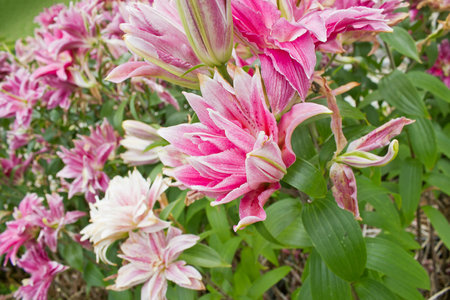 A pink lily in the garden close-upの写真素材