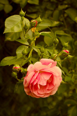 one orange rose close-up on a bush in the gardenの写真素材