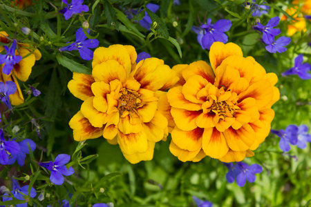 yellow garden flowers close-up in a flower bedの写真素材