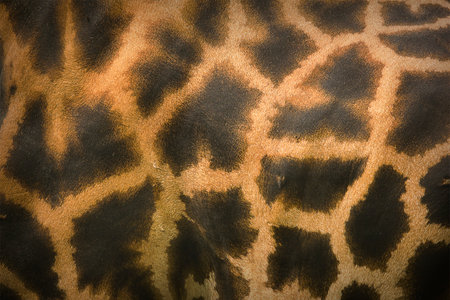 texture spotted giraffe skin close-up. Natural animalistic print.の写真素材