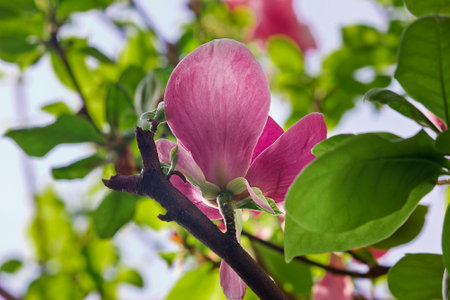 the pink flowers of Sulanja magnolia on the tree. A spring flowering tree.の写真素材
