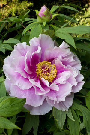 Pink peony tree flower close-up blooming in the gardenの写真素材