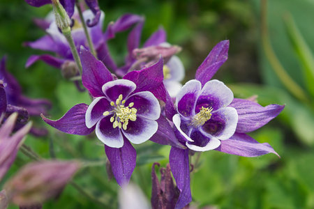 Purple aquileia flowers close-up growing in the gardenの写真素材