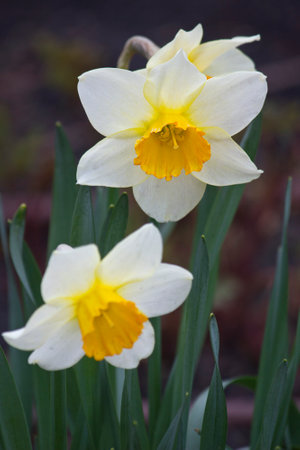 two white  daffodils close-up. Daffodils blooming in the garden bedの写真素材