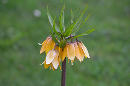 orange flower Fritillaria imperialis close-up in a garden bed against a green grass backgroundの写真素材