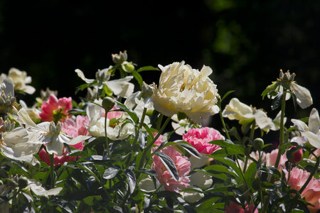 Pink and white peony flowers close-up blooming in a spring gardenの写真素材