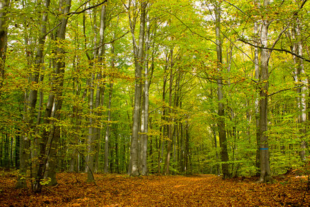 an autumn forest landscape. Autumn deciduous forestの写真素材