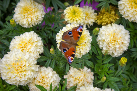 white marigold flowers and peacock butterfly close-upの写真素材