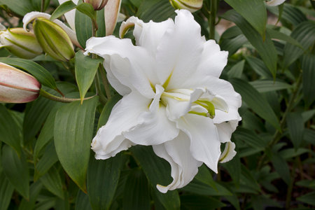 A white lily in the garden close-upの写真素材