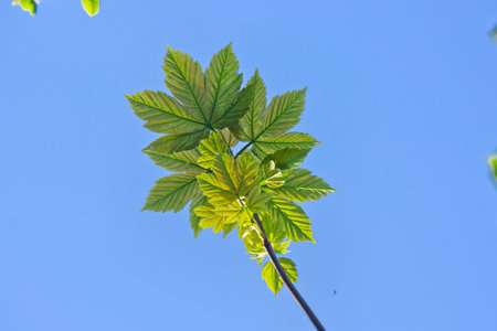 A tree branch with young green leaves in close-up against a blue skyの写真素材