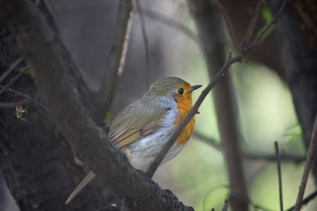 A close-up of a robin perched on a tree branch