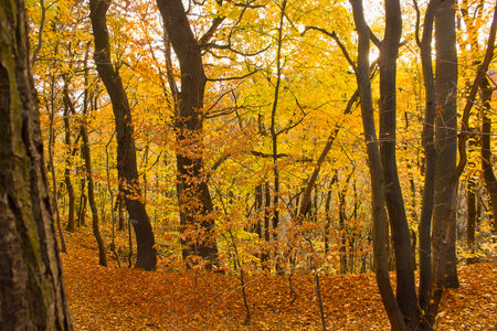 Autumn forest with yellowed trees and fallen leavesの写真素材