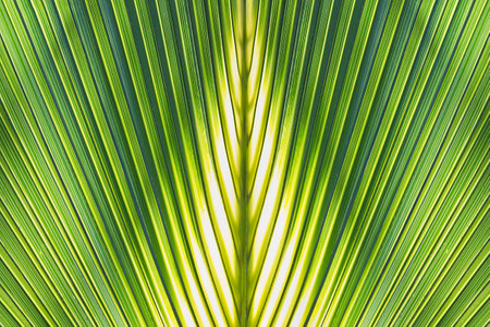 green natural background palm leaf close-up. Sunlight on a palm leaf.の写真素材