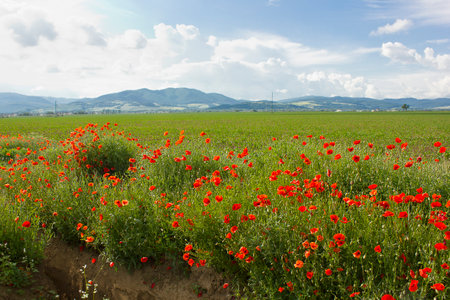 a landscape with a poppy field and mountains in the background. Blooming red field poppiesの写真素材