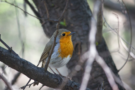 A close-up of a robin perched on a tree branchの写真素材