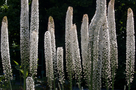 White flowers Eremurus himalaicus  close-up. White garden flowers in a flowerbedの写真素材