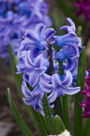 Blue hyacinth flower close-up in the garden bedの写真素材