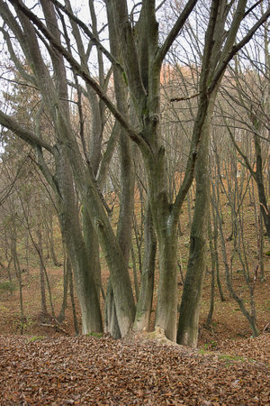 Bare trees without leaves in the autumn forestの写真素材