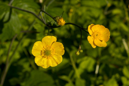 A little yellow wildflower. Close-up of a buttercup growing in a clearingの写真素材